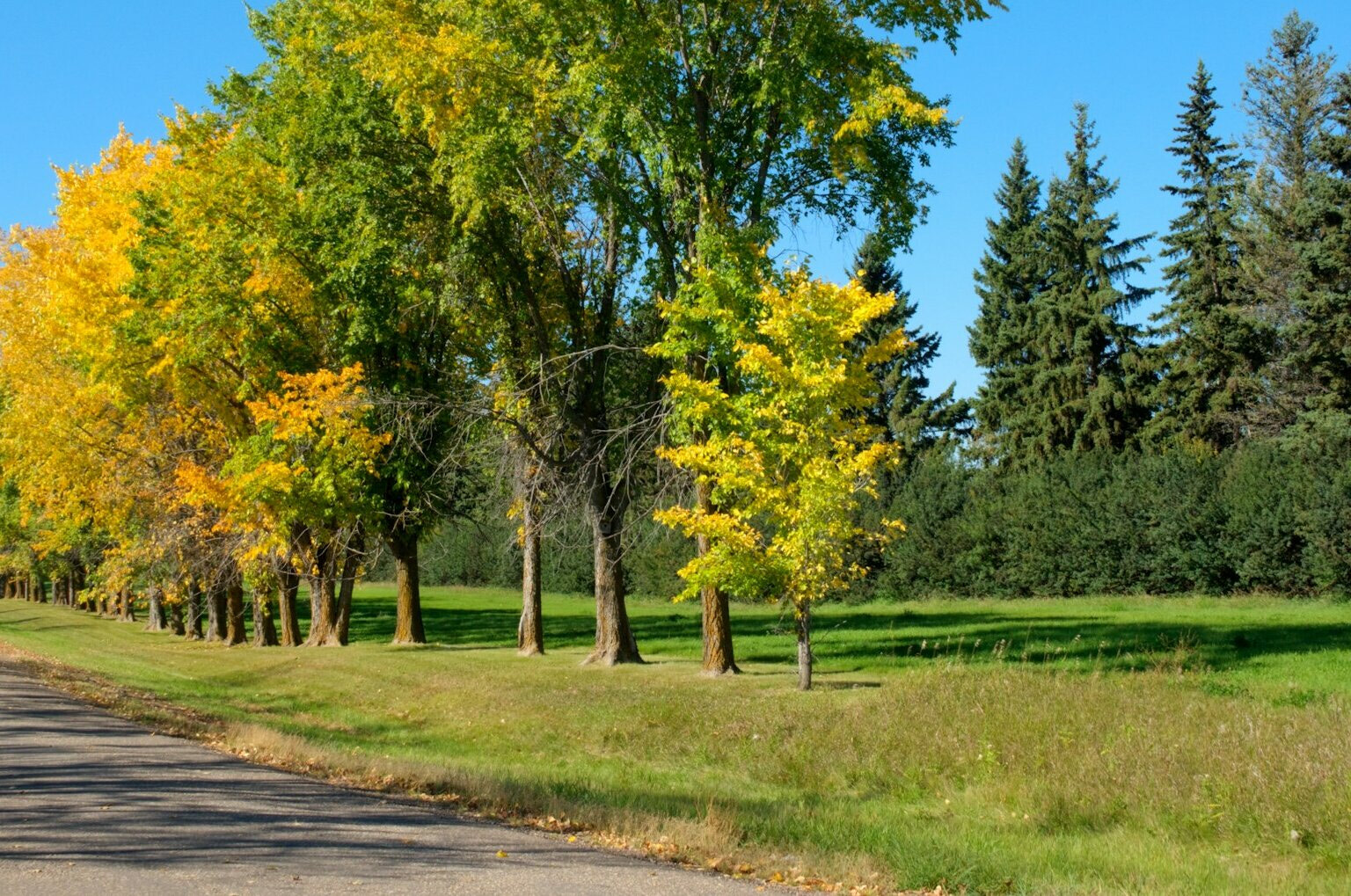 Gwynne Lawn Services